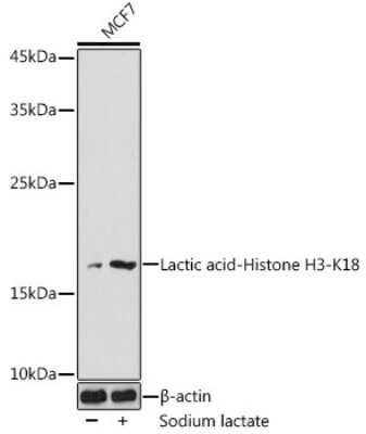 Western Blot: Histone H3 [Lactyl Lys18] AntibodyAzide and BSA Free [NBP3-15600]